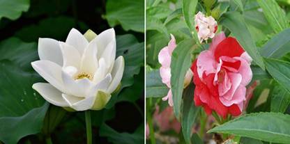 xcentax White Lotus, Rose Seed