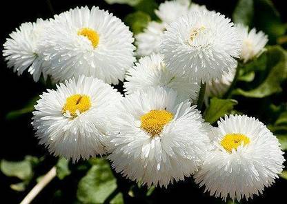 Antier Bellis Perensis Daisy White Seed