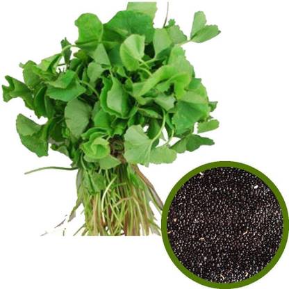 Jeba Garden Purple Amaranthus Spinach Seeds (Mulai Keerai) Seed