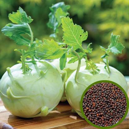Jeba Garden Noolkol Seeds Seed