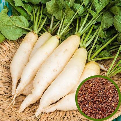 MyOwnGarden White Radish Seeds Seed