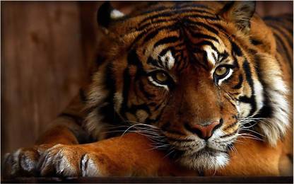 HK Prints 45 cm Roar Tiger sticker - Tiger stickers - Tiger sticker for room - tiger - Tiger wall stickers Self Adhesive Sticker