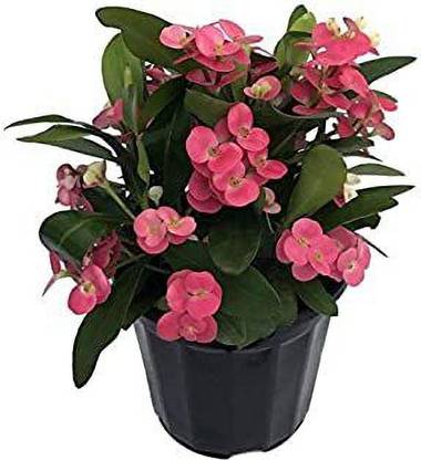 Dhruventerprises Euphorbia Trigona Royal Red Plant