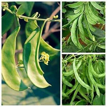 KRISHNA Sem ki phali, Lima Beans Seed