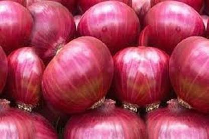 LYRS Onion Seeds For Farming Onion Seeds- 55 Seed
