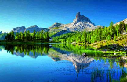 Print Panda Nature Wallpaper