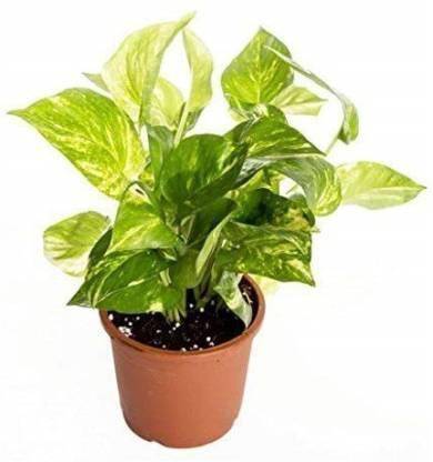 borealis Money Plant