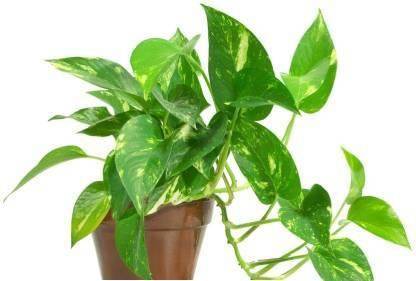 borealis Money Plant