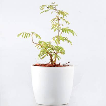 Grinian Shami/Jand Plant
