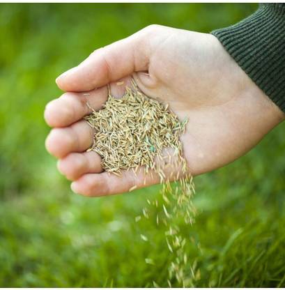 Sjeme Green Grass Seed Seed