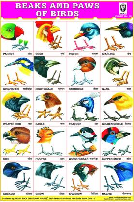 BEAKS & PAWS OF BIRDS CHART [Wall Chart] BOOK DEPOT (MAP HOUSE) Paper Print