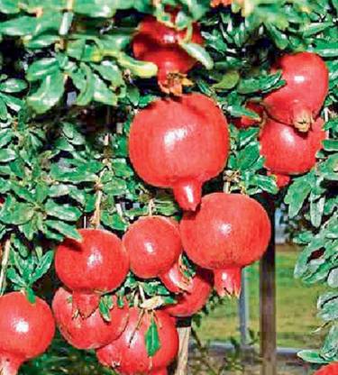 Eco Ocean Pomegranate Plant