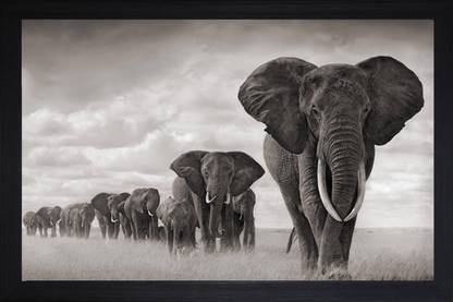 Darsh Craft Elephant Photo Frame Digital Reprint 8 inch x 10 inch Painting