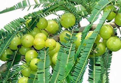 Bee Green Amla Plant