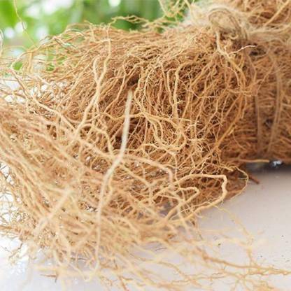 TAMRANSH KHAS ROOT- KHUS JAD - USHIRA - VETIVER ROOTS - VETIVERIA ZIZANIOIDES - RAMACHAM Seed (50 per packet) Seed