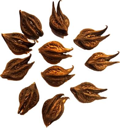 POOJA GHAR Bat Head Root Seed