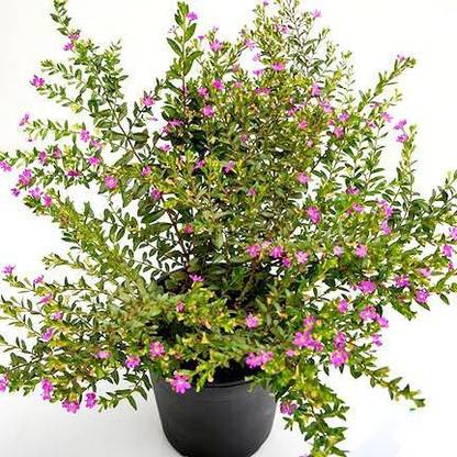 vatikalive Inermi Plant