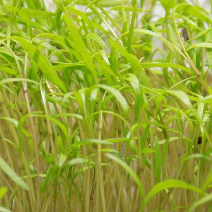 VibeX Yellow Carrot Seed