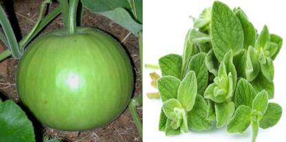 dreamseawaves Bottle Gourd Round&Oregano (Italian Common Leaf) Microgreen Seed