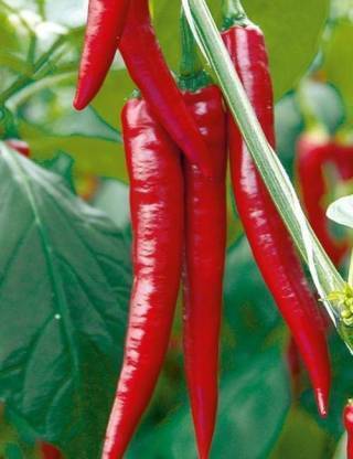 Axote GRAND CHILLI SUPERIOR Seed