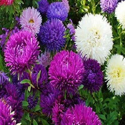 Sjeme Organic Aster Flower Seed- 20 Seed