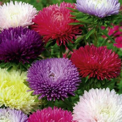 Sjeme Pure Aster Flower Seed- 15 Seed