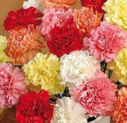 Sjeme Organic Carnation Flower Seed- 80 Seed