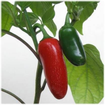 Axote Heirloom Pepper Seed