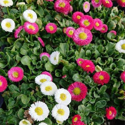 XOLDA Hybrid Daisy Mixed Flower Seed