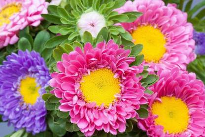Sjeme Aster Flower Seed- 15 Seed