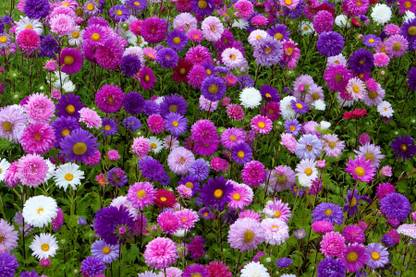 Sjeme Aster Mixed Flower Seed- 75 Seed