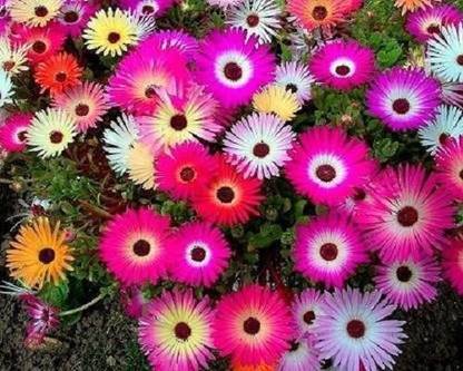 Sjeme Ice Plant Desi Flower Seed- 25 Seed