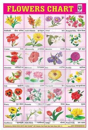 24 PHOTO FLOWERS CHART (RED) CHART [Wall Chart] BOOK DEPOT (MAP HOUSE) Paper Print