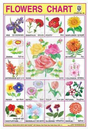 FLOWERS CHART (BIG) CHART [Wall Chart] INDIAN BOOK DEPOT (MAP HOUSE) Paper Print