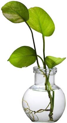 Namisha Round Glass Vase For Money Plant, Lucky Bamboo Plant etc, Vase Filler