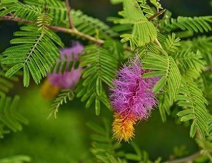 FURYHUB Shami/Jand Plant