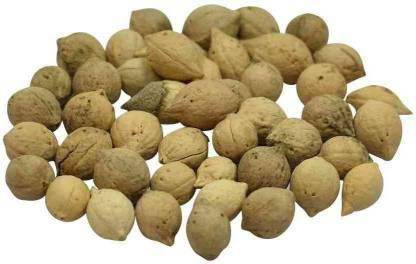 TAMRANSH PUTRAJEEVAK BEEJ - JIYA POTA SEEDS - PUTRA JIVAK BEEJ - PUTRA JEEVAK BEEJ (150 gram Per pack) Seed (150 per packet) Seed