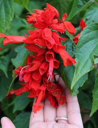 Sjeme Mix Salvia Red Flower Seed Seed
