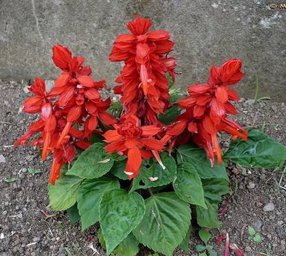 Sjeme Organic Salvia Red Flower Seed- 100 Seed