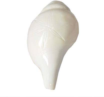 Takshila Gems Blowing Conch / Blowing Shankh / Vamavarti Shankh for Puja Ritauls Blowing Shankh