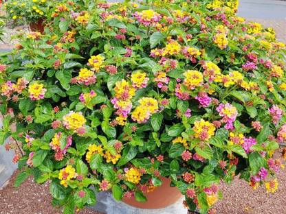 MODERN PLANT Lantana Plant