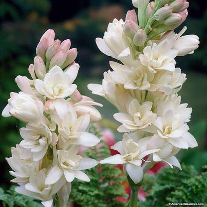 Kraft Seeds White Rajnigandha Polianthes Tuberosa Flower Bulbs (20 bulbs,2 bulbs Free) Seed