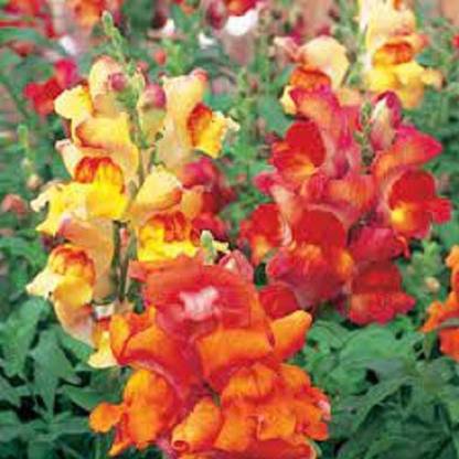 Sjeme Mix Antirrhinum Seeds Seed