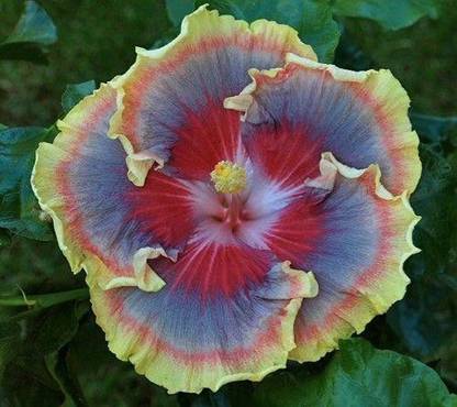 Bee Green Hibiscus Plant