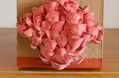 BANDARIS HORTICULTURE Pink Oyster Mushroom Seed