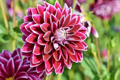 Sjeme Organic Dahlia Flower Seed- 10 Seed