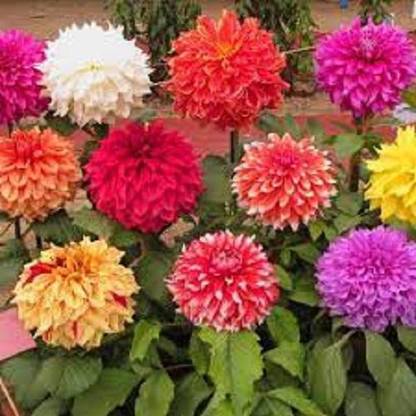 Sjeme Pure Desi Dahlia Flower Seed- 25 Seed