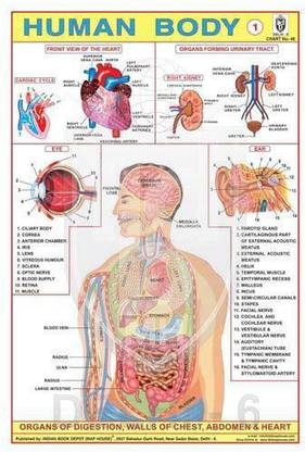 HUMAN BODY (PART I) CHART [Wall Chart] INDIAN BOOK DEPOT (MAP HOUSE) Paper Print
