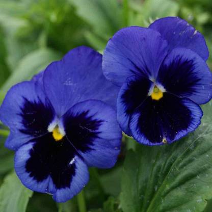 Sjeme Blue Organic Pansy Flower Seed- 50 Seed