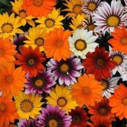 Sjeme Desi Gazania Flower Seed- 15 Seed